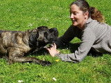 Vision de chien