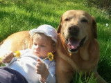 Vision de chien
