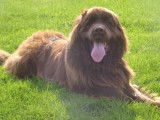 La Compagnie Canine