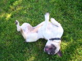 La Compagnie Canine