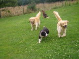 La Compagnie Canine