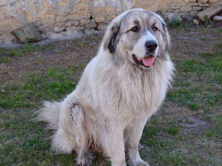 Des Mauves Bruyères