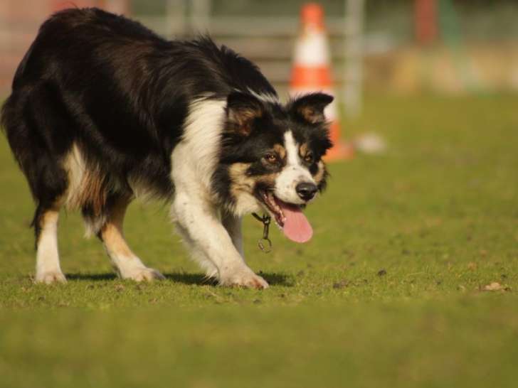 Pitchoune des Mauves Bruyères
