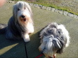 Aristo'Chiens