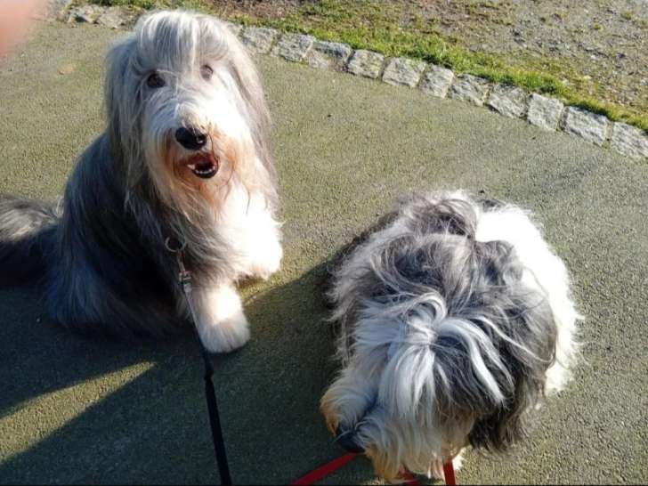 Aristo'Chiens