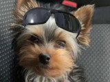 Aristo'Chiens