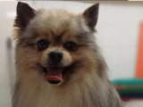 Aristo'Chiens
