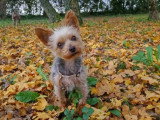Aristo'Chiens