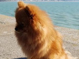 Aristo'Chiens