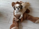 Aristo'Chiens
