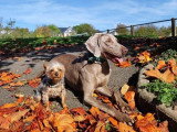 Aristo'Chiens