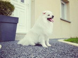 Aristo'Chiens
