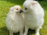 Aristo'Chiens