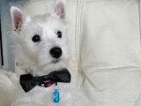 Aristo'Chiens