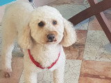 Esthety chien