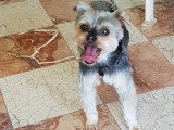 Esthety chien