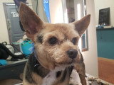 Esthety chien