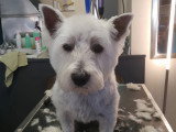 Esthety chien