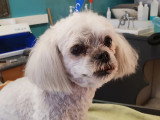 Esthety chien