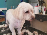 Esthety chien