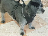 Esthety chien