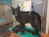Esthety chien