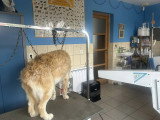 Le Caniche Royal