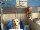 Le Caniche Royal