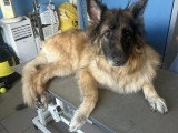 Le Caniche Royal