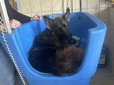 Le Caniche Royal
