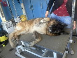 Le Caniche Royal