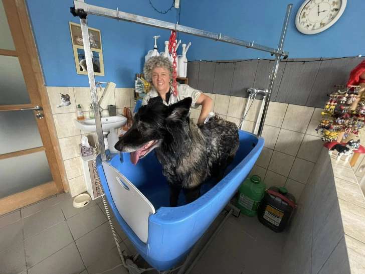 Le Caniche Royal
