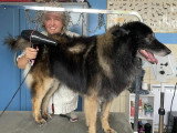 Le Caniche Royal