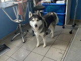 Le Caniche Royal