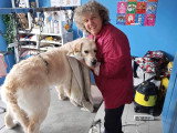 Le Caniche Royal