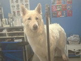 Le Caniche Royal