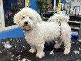 Le Caniche Royal