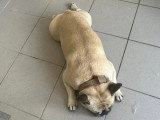 Le Caniche Royal