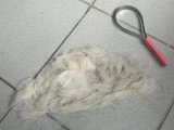 Le Caniche Royal