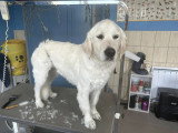 Le Caniche Royal