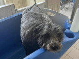Le Caniche Royal