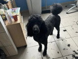 Le Caniche Royal