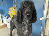 Le Caniche Royal