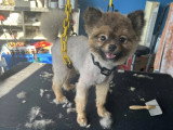 Le Caniche Royal
