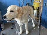 Le Caniche Royal