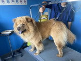 Le Caniche Royal