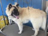 Le Caniche Royal