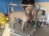 Le Caniche Royal