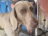 Le Caniche Royal