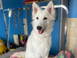 Le Caniche Royal